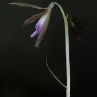 Nervilia plicata (Andrews) Schltr.